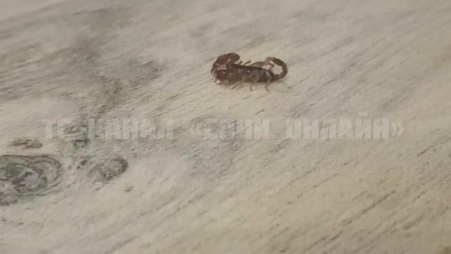 скорпион в Сочи смотреть онлайн