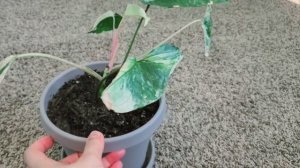 Syngonium Albo 02 Part 002 | Plant Vlog 191 UPDATE