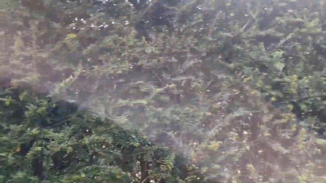 The Most Beautiful Garden In The World [Keukenhof] Part 1 смотреть онлайн