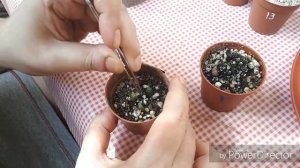 Пересадка астрофитумов 2ч./Март 2019