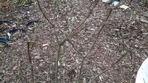 Морозник-пересадка. Цветочные почки магнолии. Белая лаванда. 15.02.2022