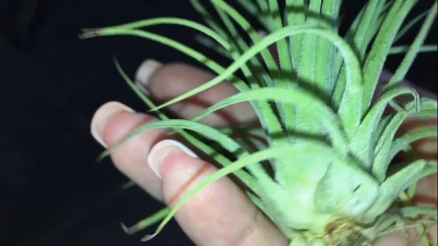 Завоз сортовых орхидей в Экофлору 28 января 2020г. Стюартиана, Горизонт, Artisto Craft, башмаки... смотреть онлайн