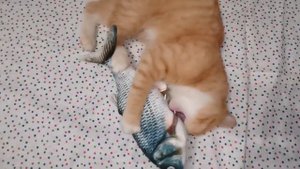 Котенок играет с игрушкой вибрирующей рыбкой. Cats.