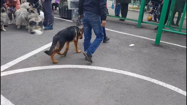 Игровой ноутбук/ Сіздерге иттер ұнай ма? Канатшоу смотреть онлайн