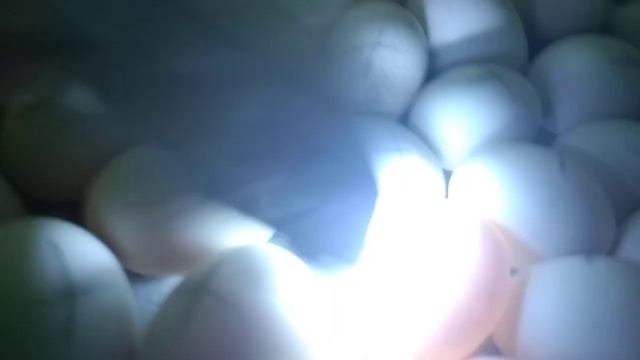 Инкубация яиц мускусных уток. Овоскопирование на 5-е сутки смотреть онлайн