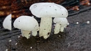 Porcelain Fungus