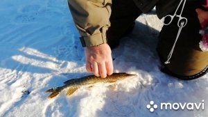 Зимняя рыбалка на жерлицы на Волге