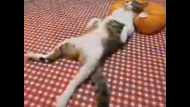 смешные моменты животных смотреть онлайн