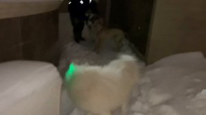 Питбуль Граф…Ювеналий и Викуля вышли на вечернюю прогулку…