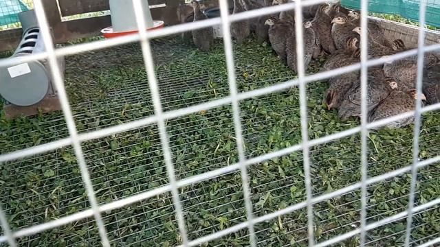 НОВЫЙ ДОМ ДЛЯ ПТИЦЫ l ЦЕСАРЯТА НА УЛИЦЕ смотреть онлайн