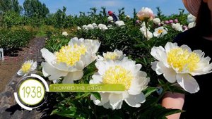 Пион STELLAR CHARM - звездный шарм нашего сада / Сад Ворошиловой