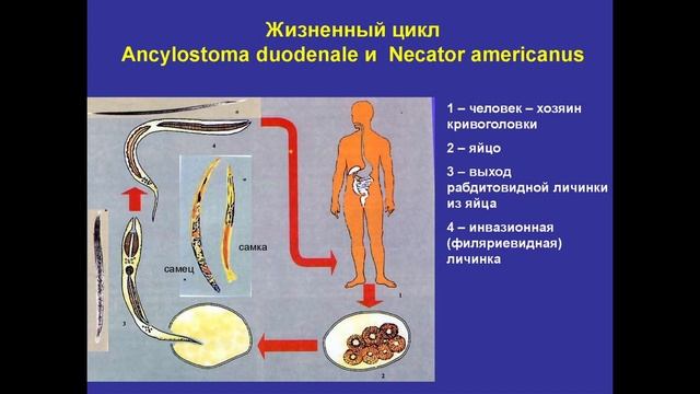 Анкилостомидозы: Анкилостомоз (Ancylostoma Duodenale) и Некатороз (Necator Americanus)