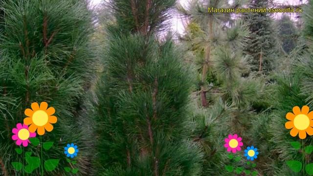 Сосна черная Грин Тауэр. Краткий обзор, описание характеристик, где купить pinus nigra Green Tower смотреть онлайн