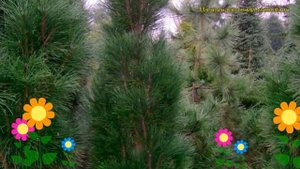 Сосна черная Грин Тауэр. Краткий обзор, описание характеристик, где купить pinus nigra Green Tower