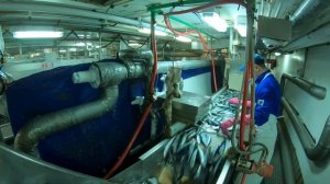 краткое ознакомительное видео по полному циклу добычи о обработки рыбы на судне МРКТ