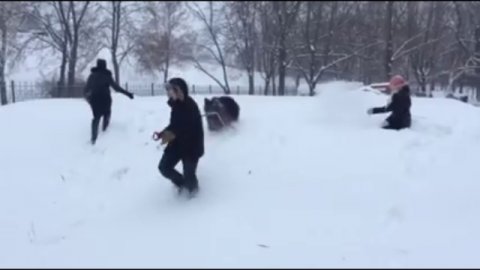 домашние животные