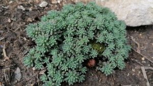 Седум Лизард. Видеопортрет растения. апрель 2022