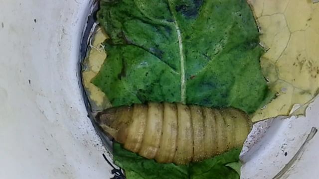 Формирование куколки внутри гусеницы.