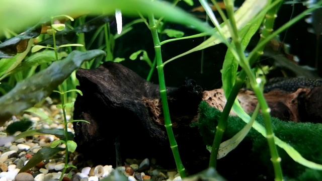 ЭХИНОДОРУС ОЦЕЛОТ. СОДЕРЖАНИЕ И РАЗВЕДЕНИЕ В АКВАРИУМЕ смотреть онлайн