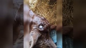 обезроживание телят