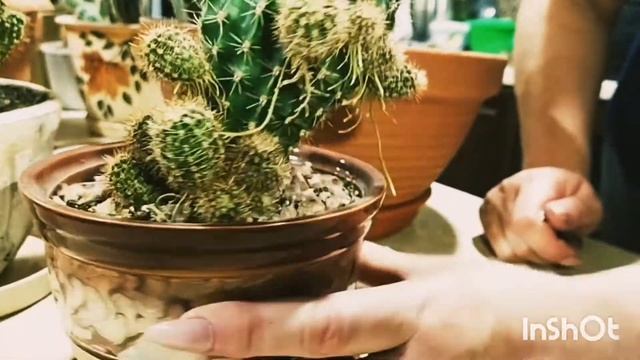 Кактусы и кактусята,  пересадка, выращивание из семян и создание композиций, реанимация кактусов.