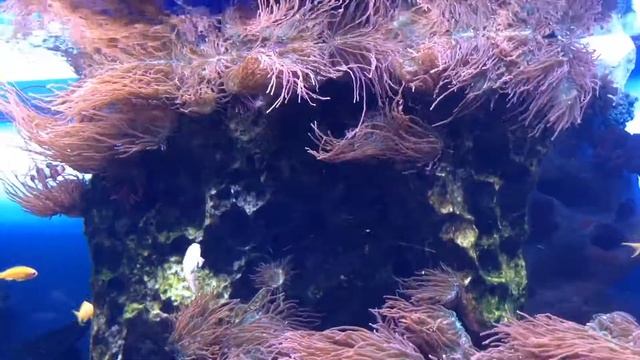 Океан Лисица Лоо . Релакс смотреть онлайн