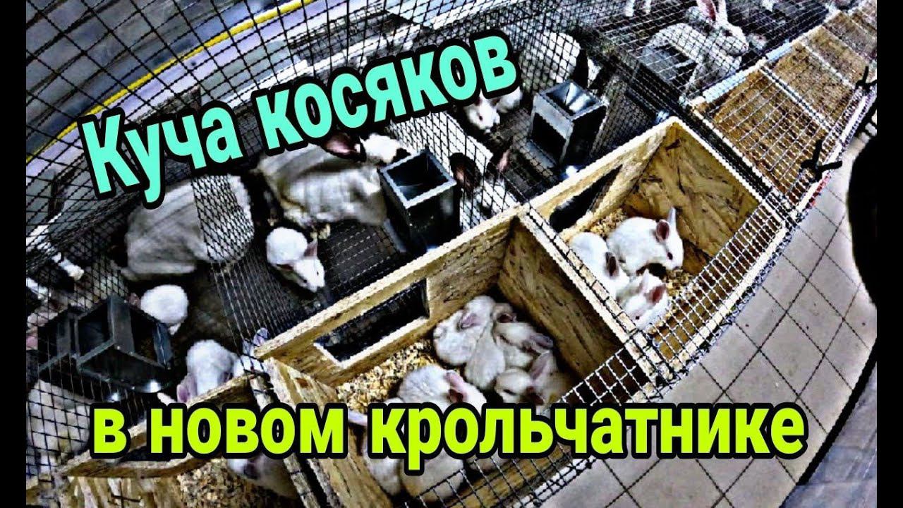 Новый крольчатник месяц спустя. Косяки нового крольчатника. смотреть онлайн