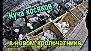 Новый крольчатник месяц спустя. Косяки нового крольчатника.