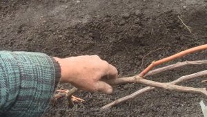 На нашем винограднике  ОБРЕЗАТЬ ВИНОГРАД НУЖНО ОСОЗНАННО!