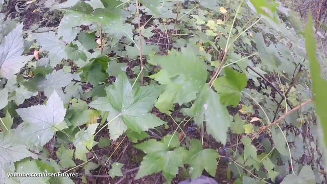 Колымская осень. Сусуман. За ягодкой в лес смотреть онлайн