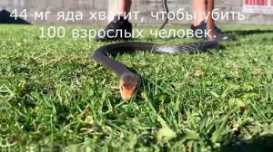 Тайпан. Самая ядовитая змея в мире.