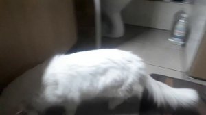 Первое знакомство кота с детьми. Спойлер - неудачное.