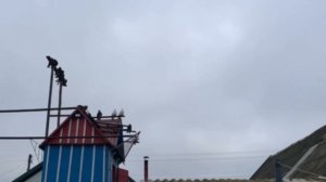 Мелитопольские голуби. Новогодние встречи.