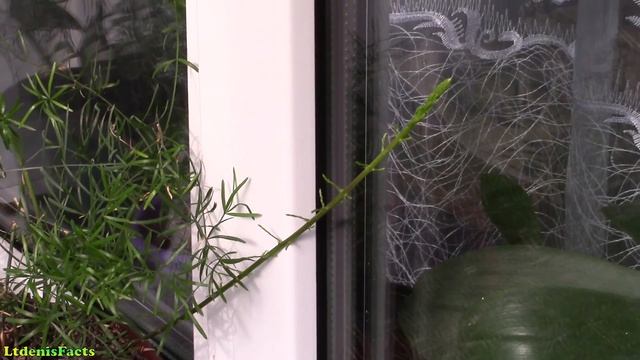 Тест видеокамеры Canon Legria HF R606 - LtdenisFacts смотреть онлайн