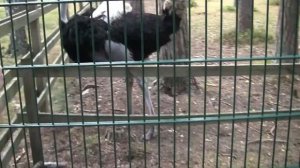 Беловежская пуща.
Реакция ребёнка на животных в пуще .