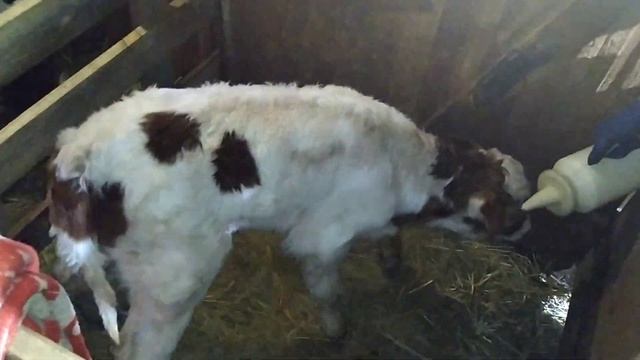 Сколько корова дает молозиво? Первая дойка и кормление теленка смотреть онлайн