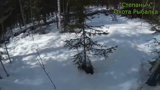 Едем искать лесозаготовителей 050218 (2 часть) смотреть онлайн