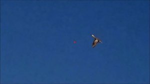 Как целится в летящую утку 2! НОВЫE СУПЕРВИДЕО С ПРИМЕРАМИ!!!