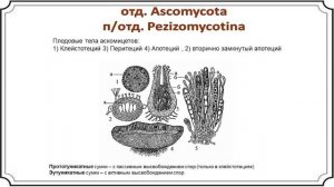 Биология.  Гмошинский В. И.  9 класс.  Альгология и микология.  Микология