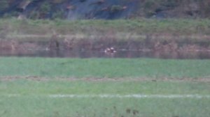 Mandarin Duck, Foxton, Cambridgeshire, 5/2/21