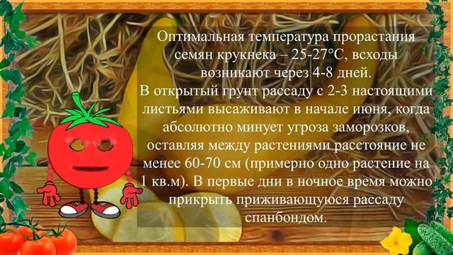 КРУКНЕК-ВКУСНЫЙ И ИНТЕРЕСНЫЙ ВИД ТЫКВЫ! смотреть онлайн