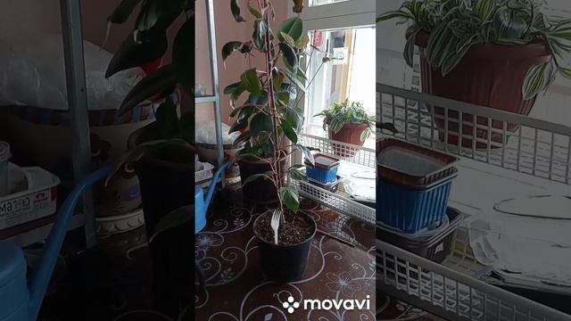 Фуксия на штамбе- пересадка в 3 л горшок