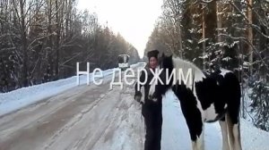 Тинкер Лошадь в доме