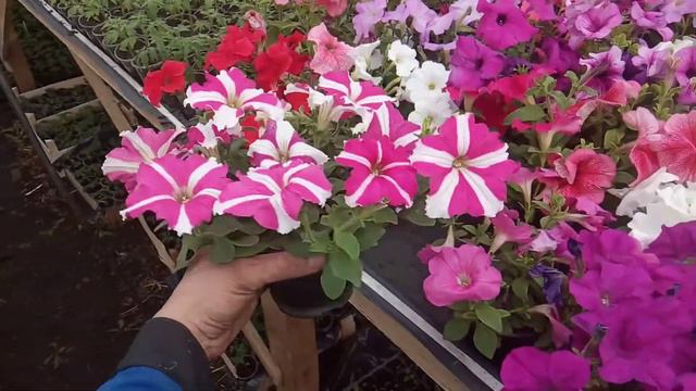 супер пышная петуния !