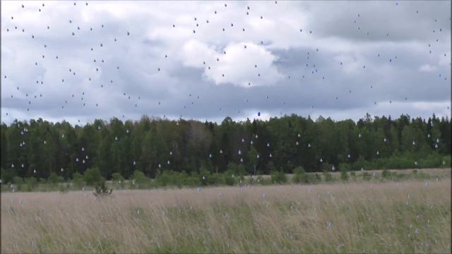 Так скучала я(гармонь)
