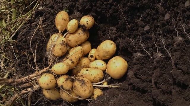 Картофель Королева Анна Посадка
