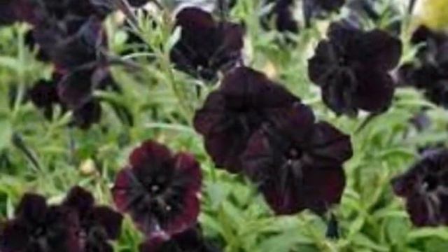 Beautiful Black and Black Cherry Petunias