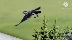 Голоса птиц: кедровка, или ореховка