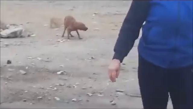 Брошенный пес