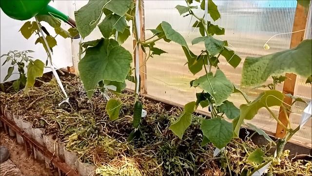 Огурцы ДРУЖНЕЕ и БЫСТРЕЕ растут! Заряжаем на 207 процентов | 18 мая 2023 г. смотреть онлайн